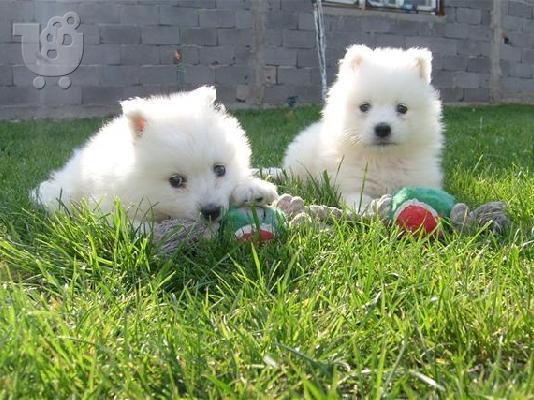 Pomeranian καθαροαιμα Αθηνα-Θεσσαλονικη-Νησια dogsmania.gr 6979314054...